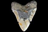 Megalodon Tooth From North Carolina - Beastly! #75505-1